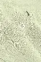 GREEN LUCKY CLOVER (7).webp